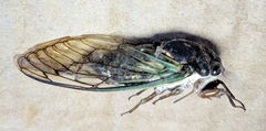 Neotibicen lyricen engelhardti