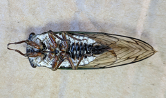 Neotibicen lyricen engelhardti