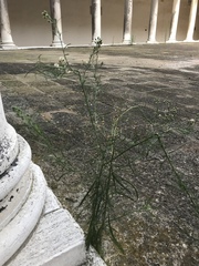 Erigeron bonariensis