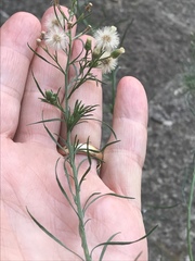 Erigeron bonariensis