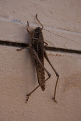 Decticus albifrons