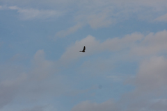 Falco naumanni