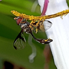 Syrphidae