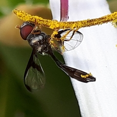 Syrphidae