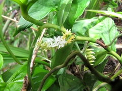 Campylocentrum schiedei