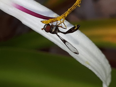 Syrphidae