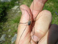 Mitopus glacialis