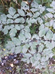 Erysiphe heraclei
