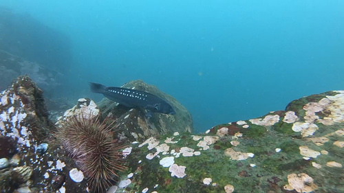 Chilean sandperch (Pinguipes chilensis) — Pinguipedidae — 4