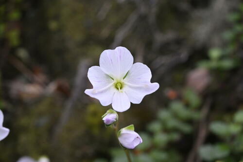 Lyall's Speedwell (Veronica lyallii)