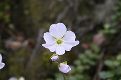 Lyall's Speedwell (Veronica lyallii)