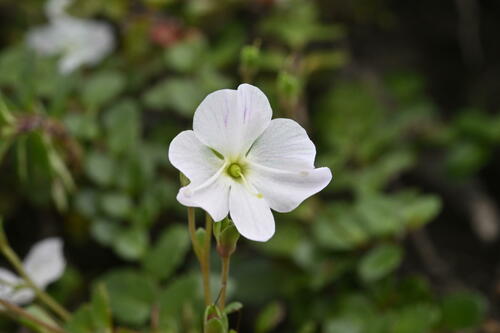 Veronica lyallii Hook.fil.