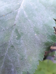 Erysiphe heraclei