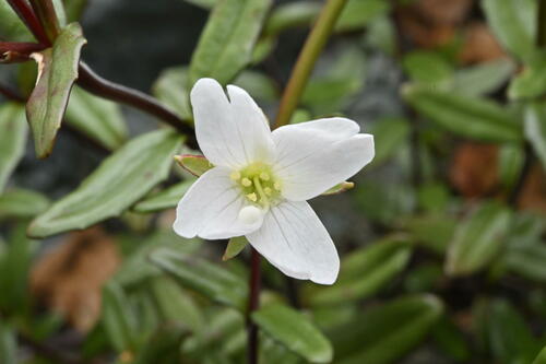 Epilobium glabellum (Epilobium glabellum)