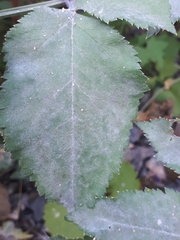Erysiphe heraclei