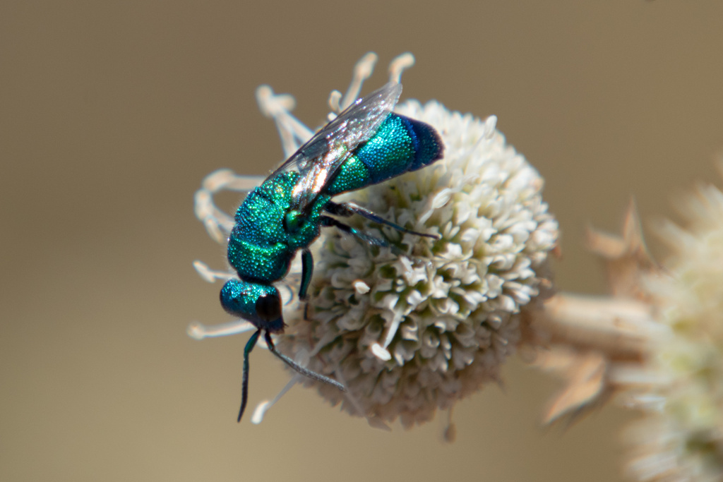 Ruby-tailed Wasp