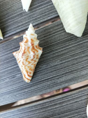 Queen Conch