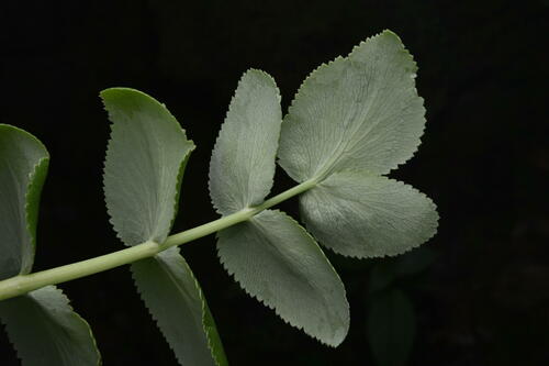Image of Gingidia montana by (c) Saryu Mae 前 朝琉, some rights reserved (CC BY)