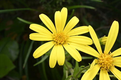 Image of Dolichoglottis lyallii by (c) Saryu Mae 前 朝琉, some rights reserved (CC BY)