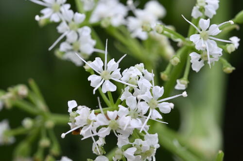 How to identify Gingidia montana (J.R.Forst. & G.Forst.) J.W.Dawson