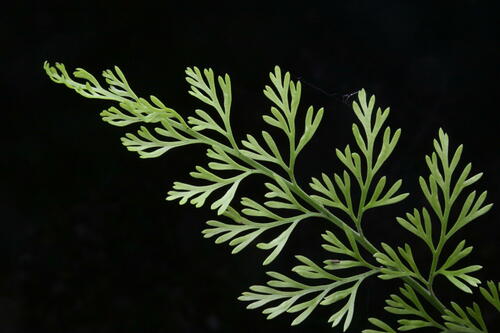 Image of Asplenium richardii by (c) Saryu Mae 前 朝琉, some rights reserved (CC BY)