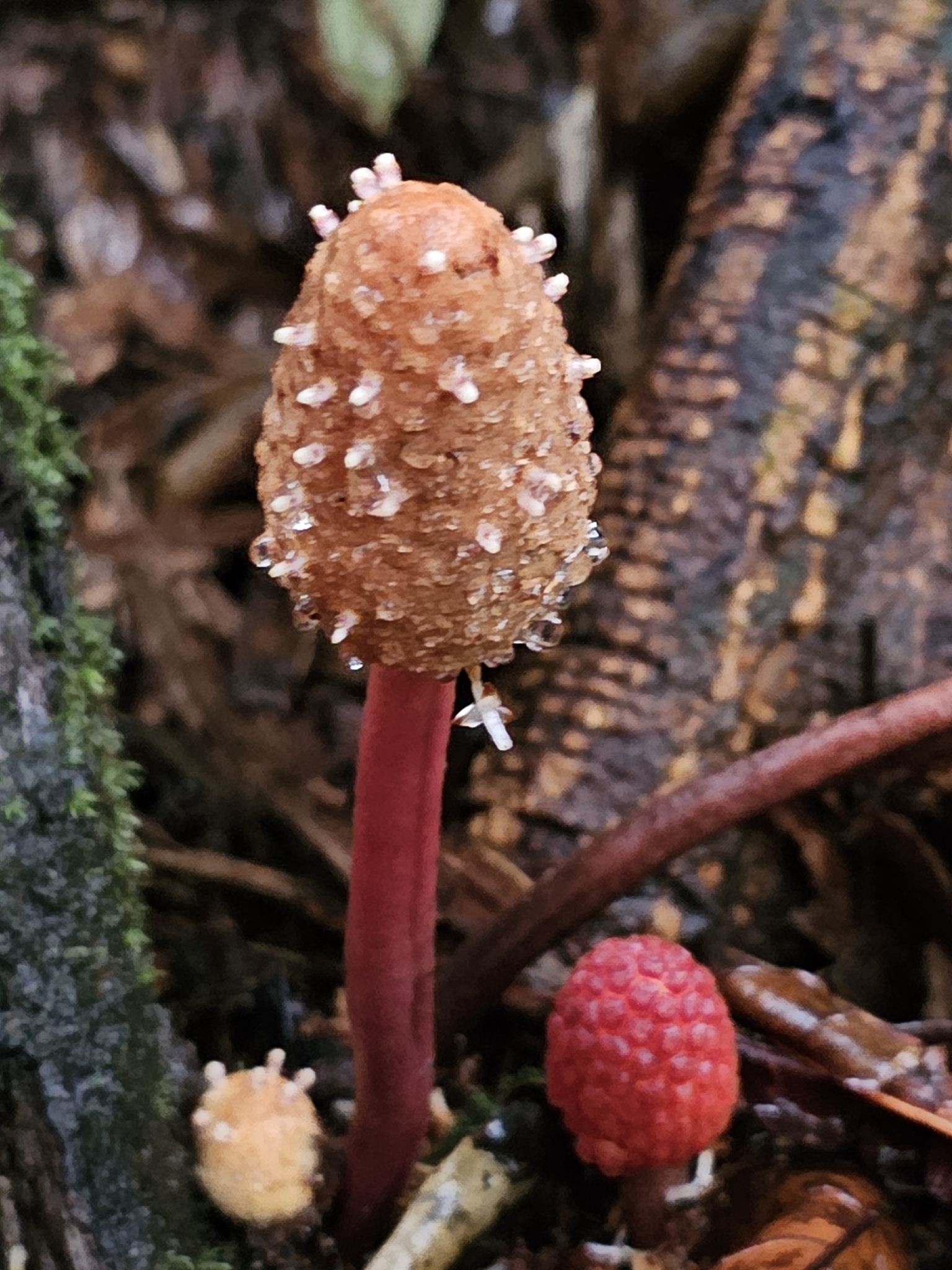 Imagem de Cipó-chumbo