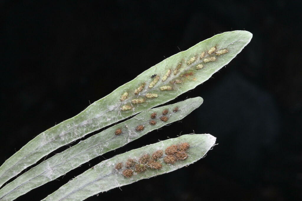 Strap fern