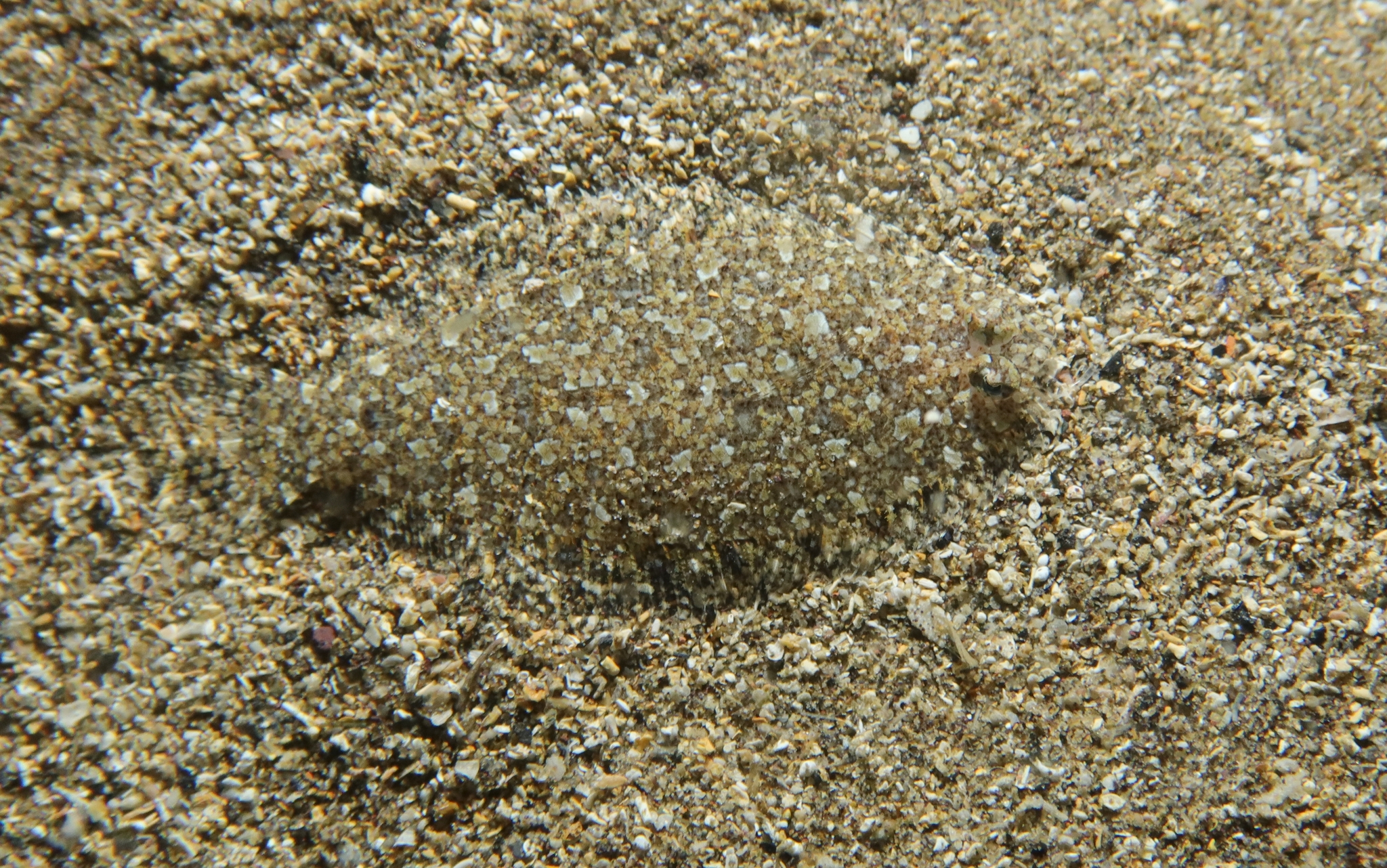 Grohmann's Scald-Fish photo 7