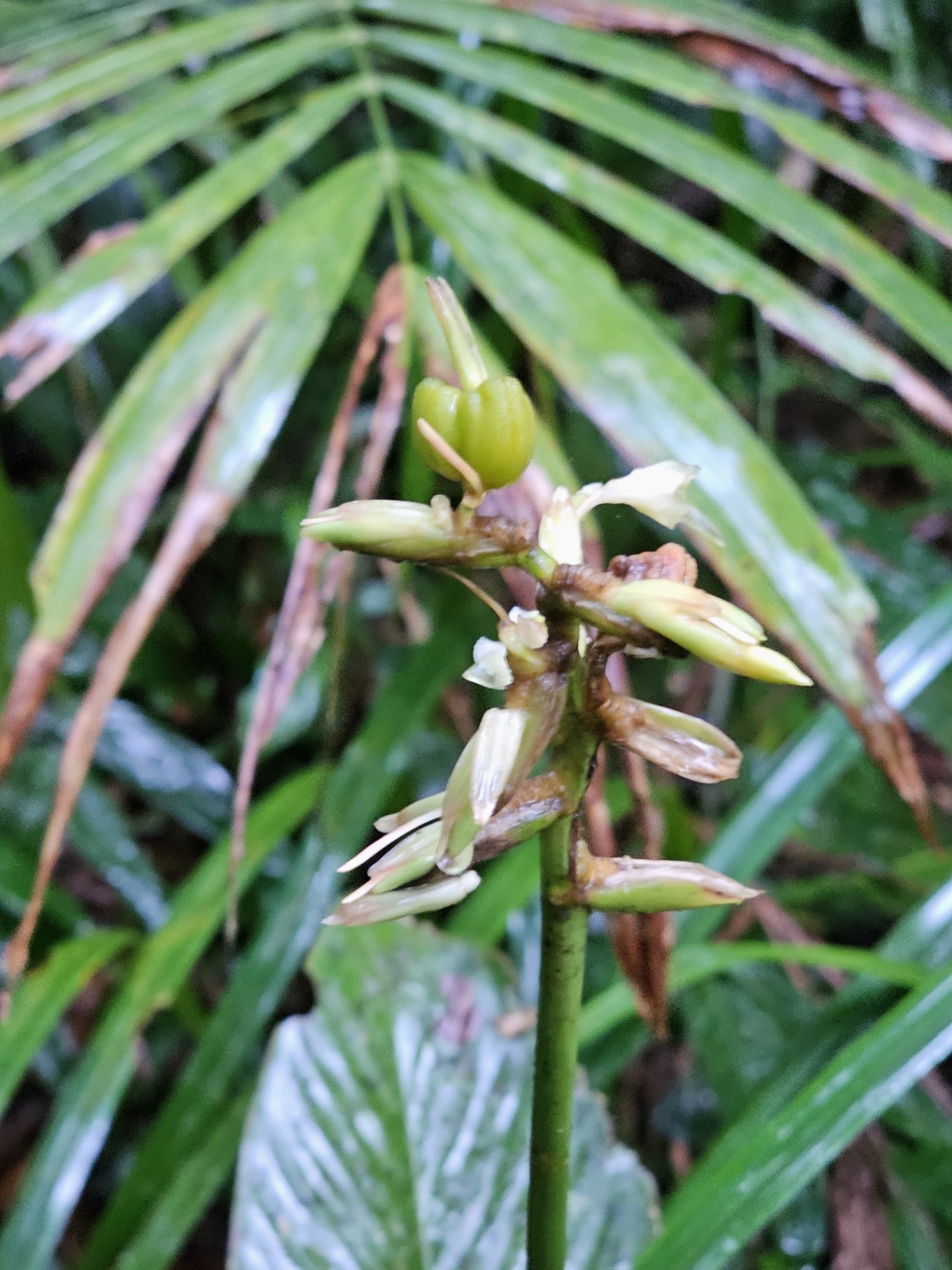 Imagem de Maranta-zebrina