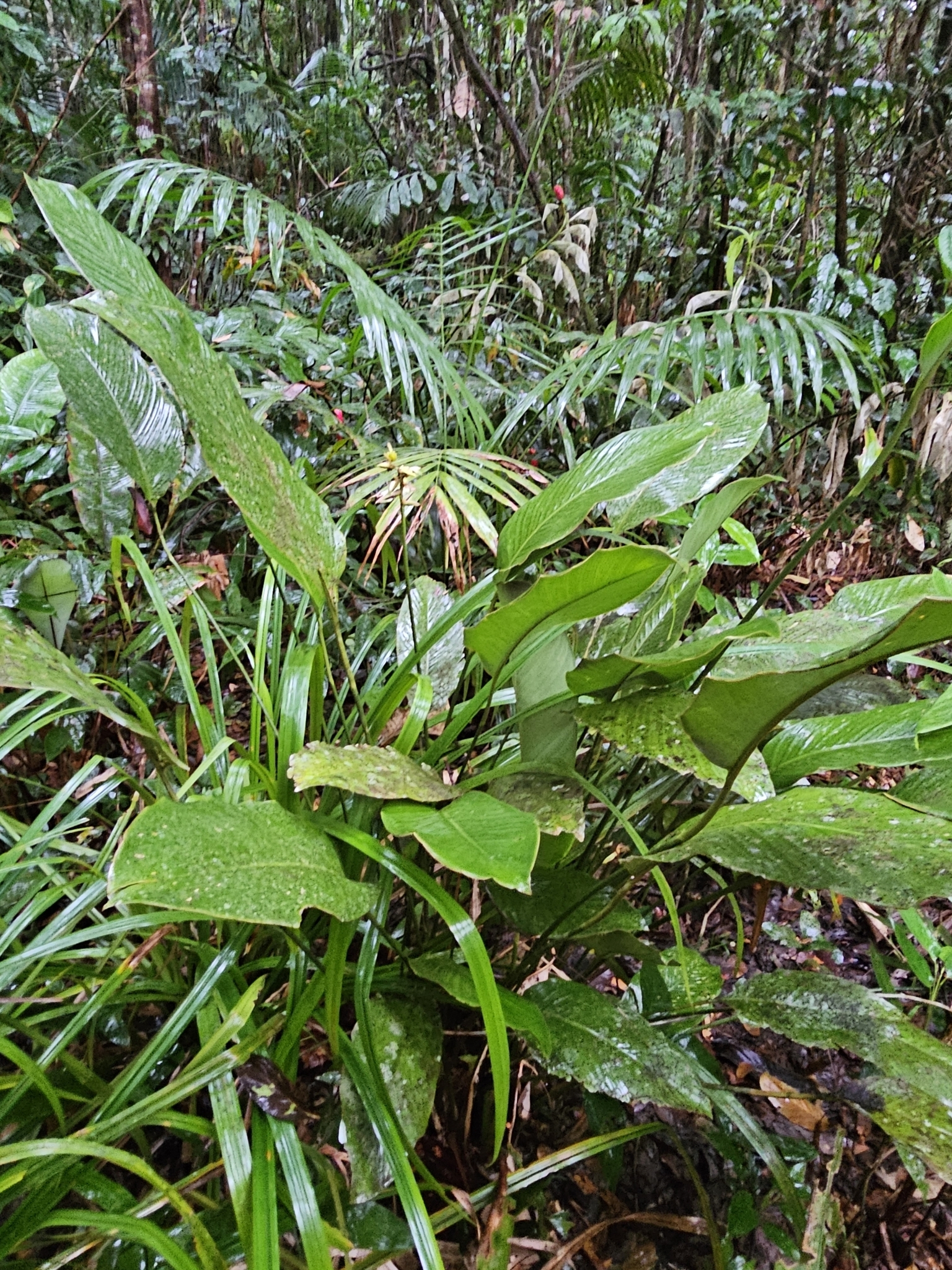 Imagem de Maranta-zebrina