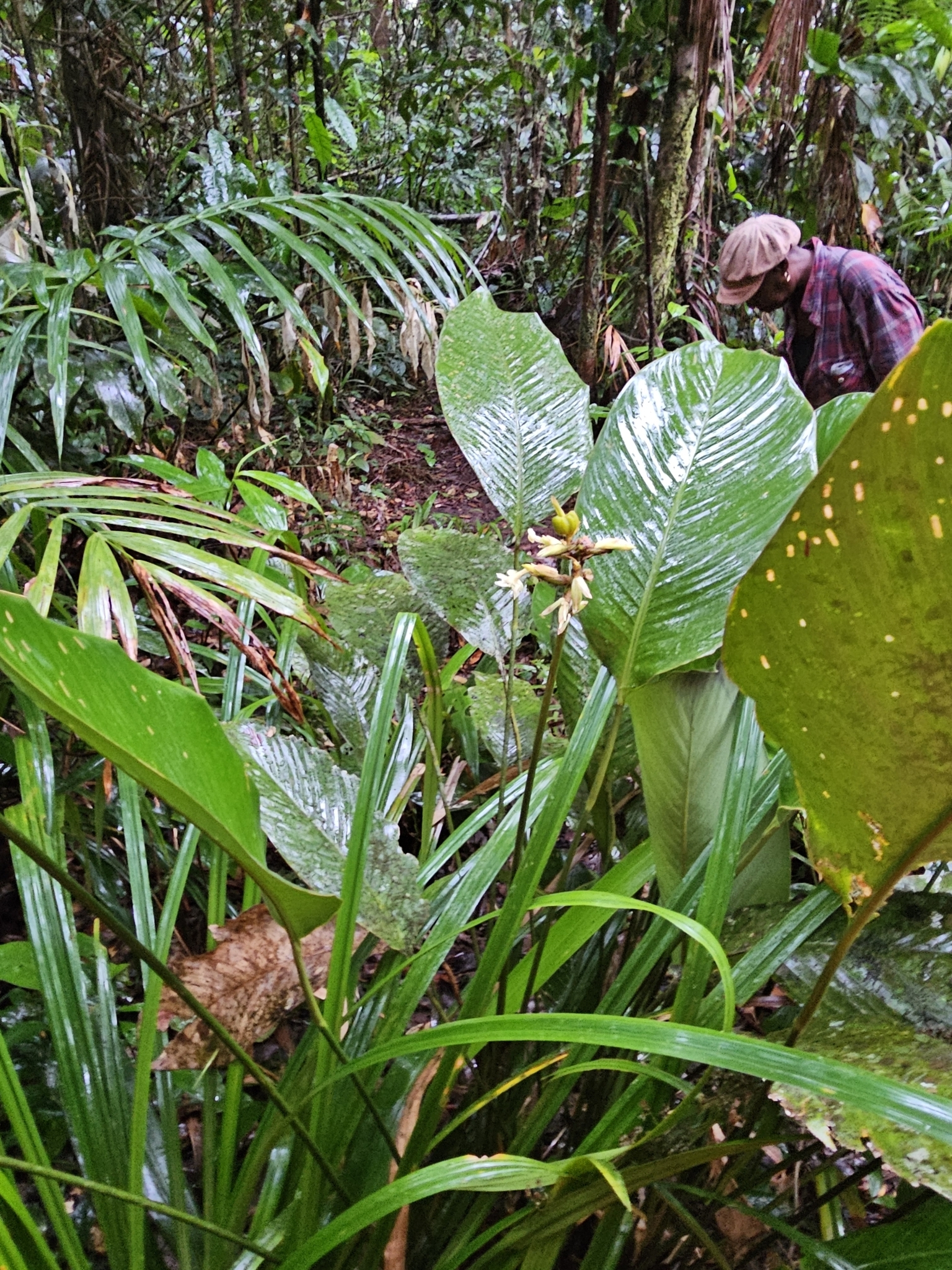Imagem de Maranta-zebrina