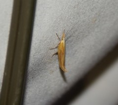 Ypsolopha