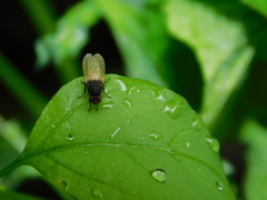 Minettia longipennis