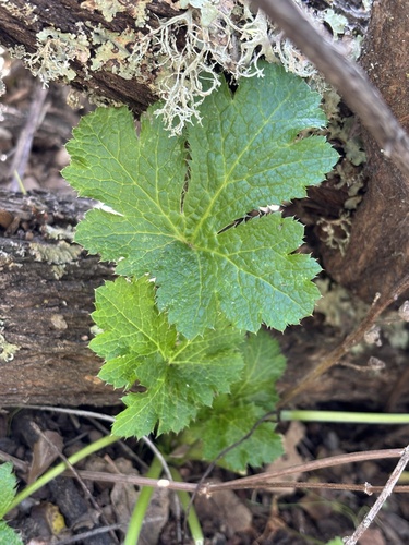 iNaturalist observation photo of Pacific Sanicle