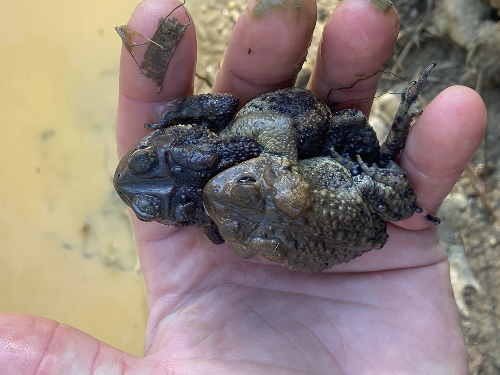 American Toad from Creedmoor, NC, US on March 1, 2025 at 03:48 PM by ...