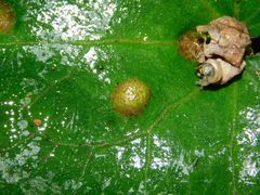 Puccinia asarina