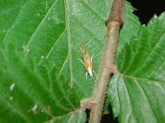 Ypsolopha lucella