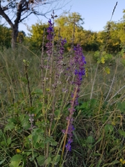Salvia virgata