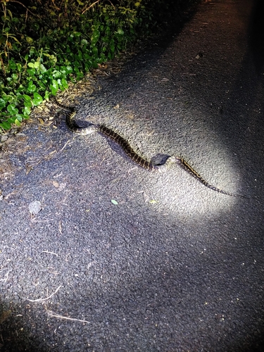 Coastal Carpet Python sighting