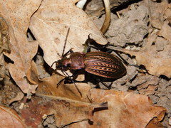 Carabus cancellatus