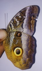 Caligo idomeneus