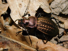 Carabus cancellatus