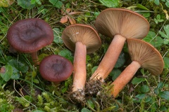 Lactarius badiosanguineus