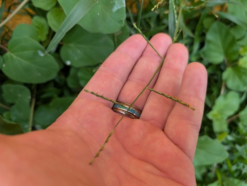 Urochloa distachyos observed 2025-03-01