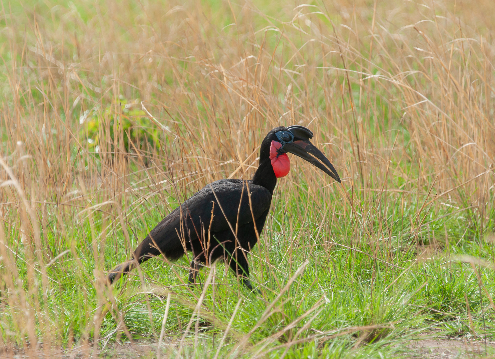 Abyssinian Ground-Hornbill illustration