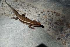 Plestiodon finitimus