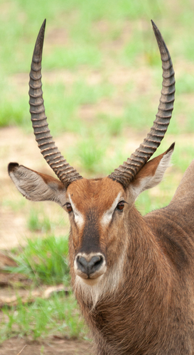Defassa Waterbuck photographed in Benin