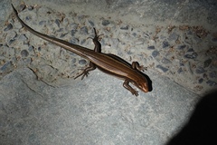 Plestiodon finitimus