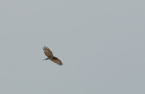 Beaudouin's Snake Eagle (Circaetus beaudouini), photo 10