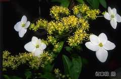 Hydrangea scandens